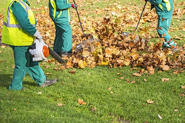 Lawn Cleanups